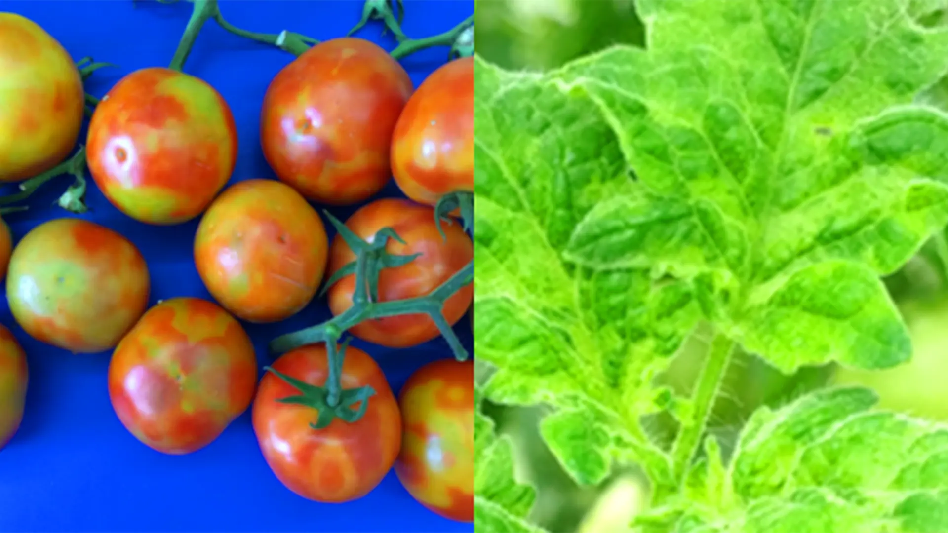 Tomato brown rugose fruit virus in Victoria