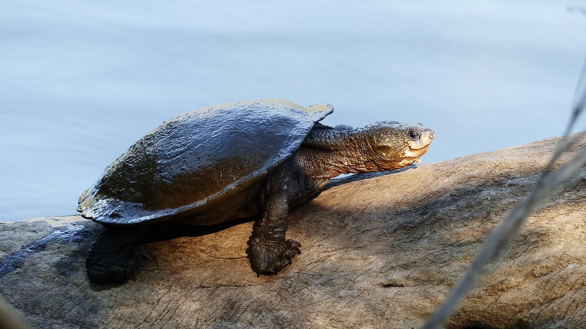 White-throated snapping turtle. Photo courtesy Marilyn Connell.