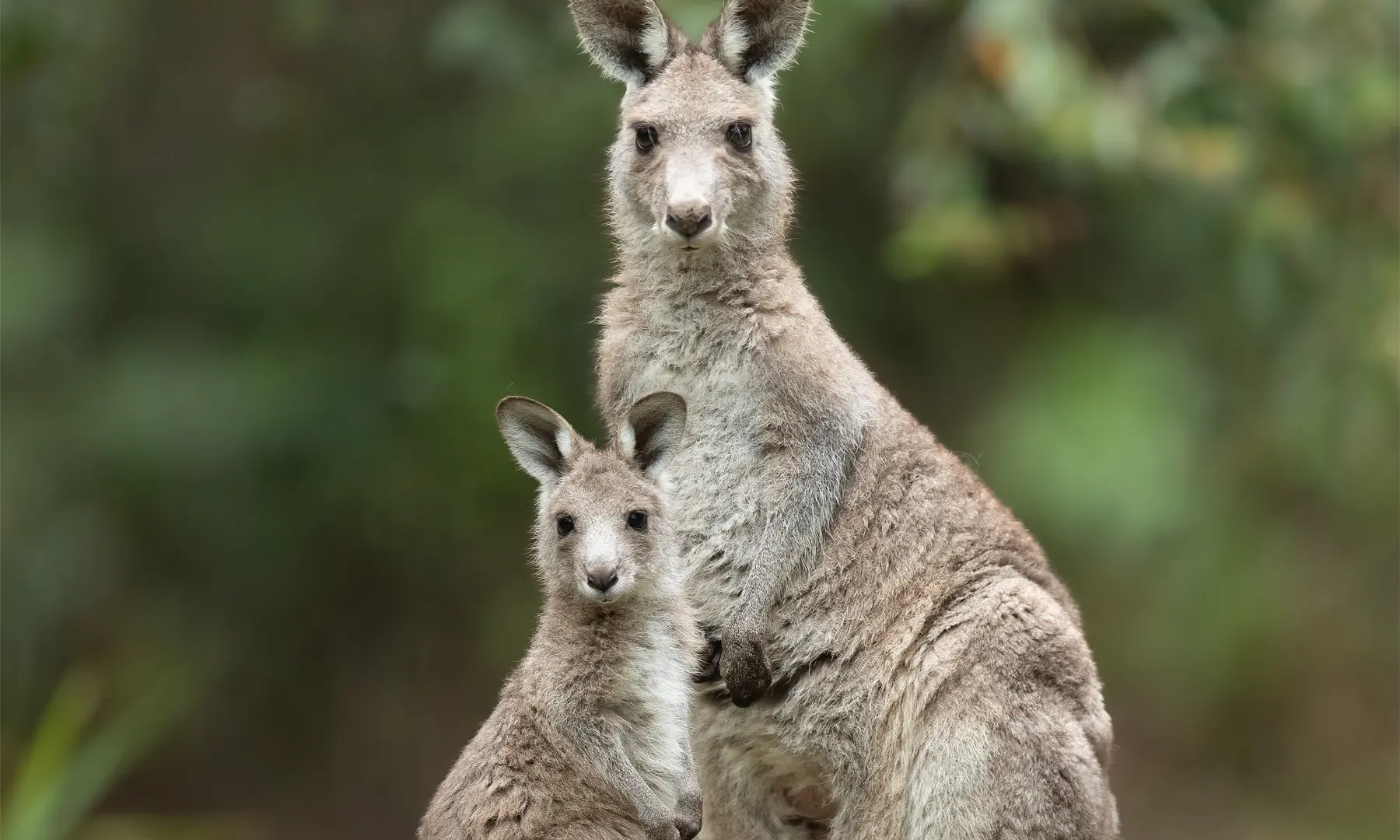 MP says kangaroo action needed