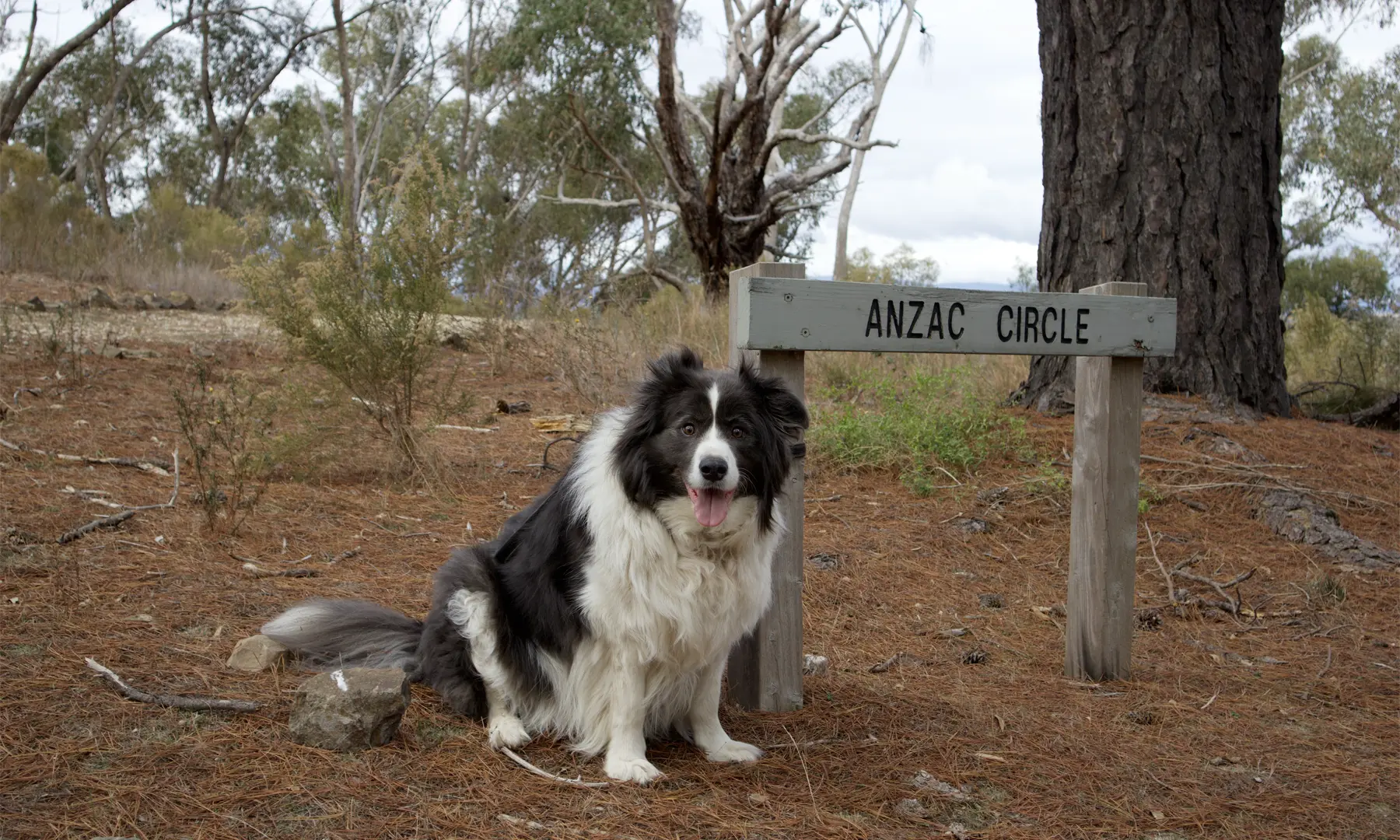 Anzac Circle offers a peaceful walk through Maldon’s history, now shaded by over 50 commemorative trees.