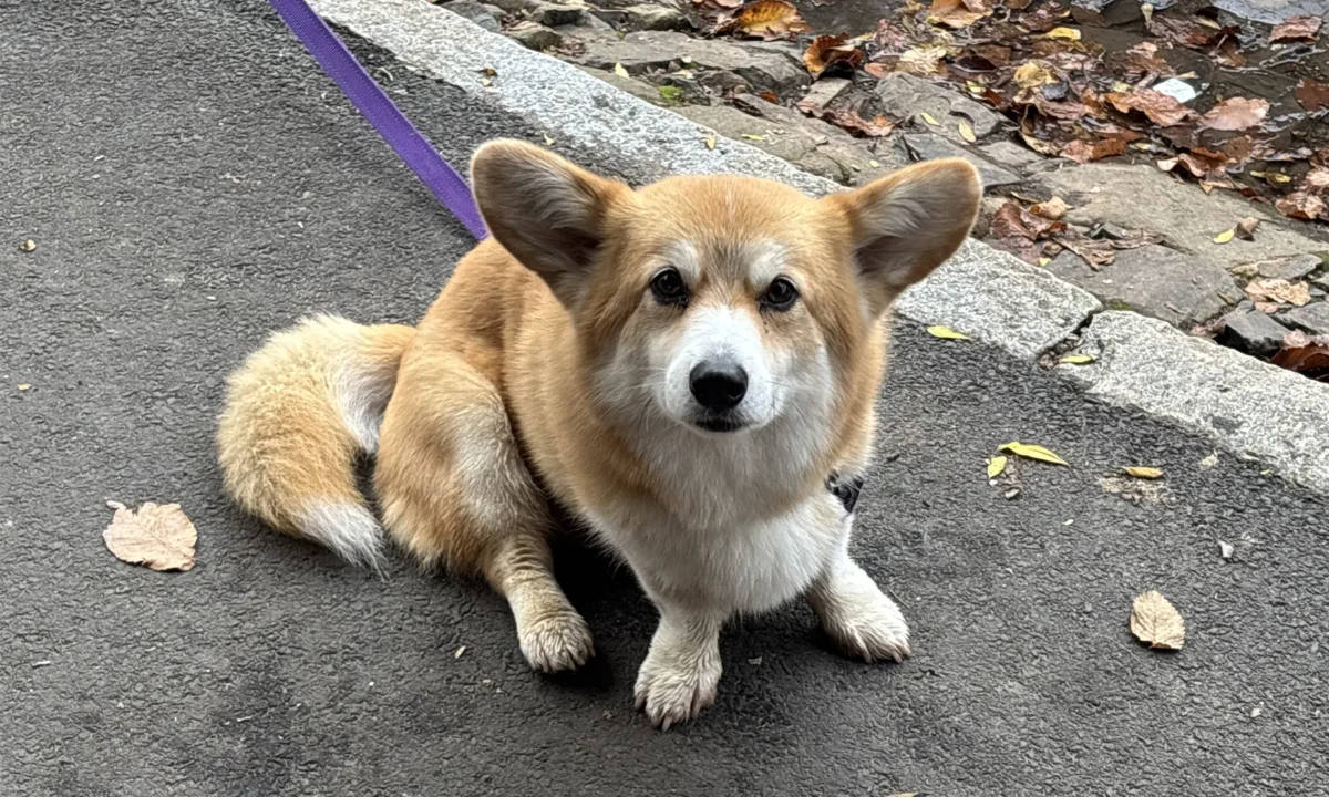Doggos of the Goldfields: 27 June 2025