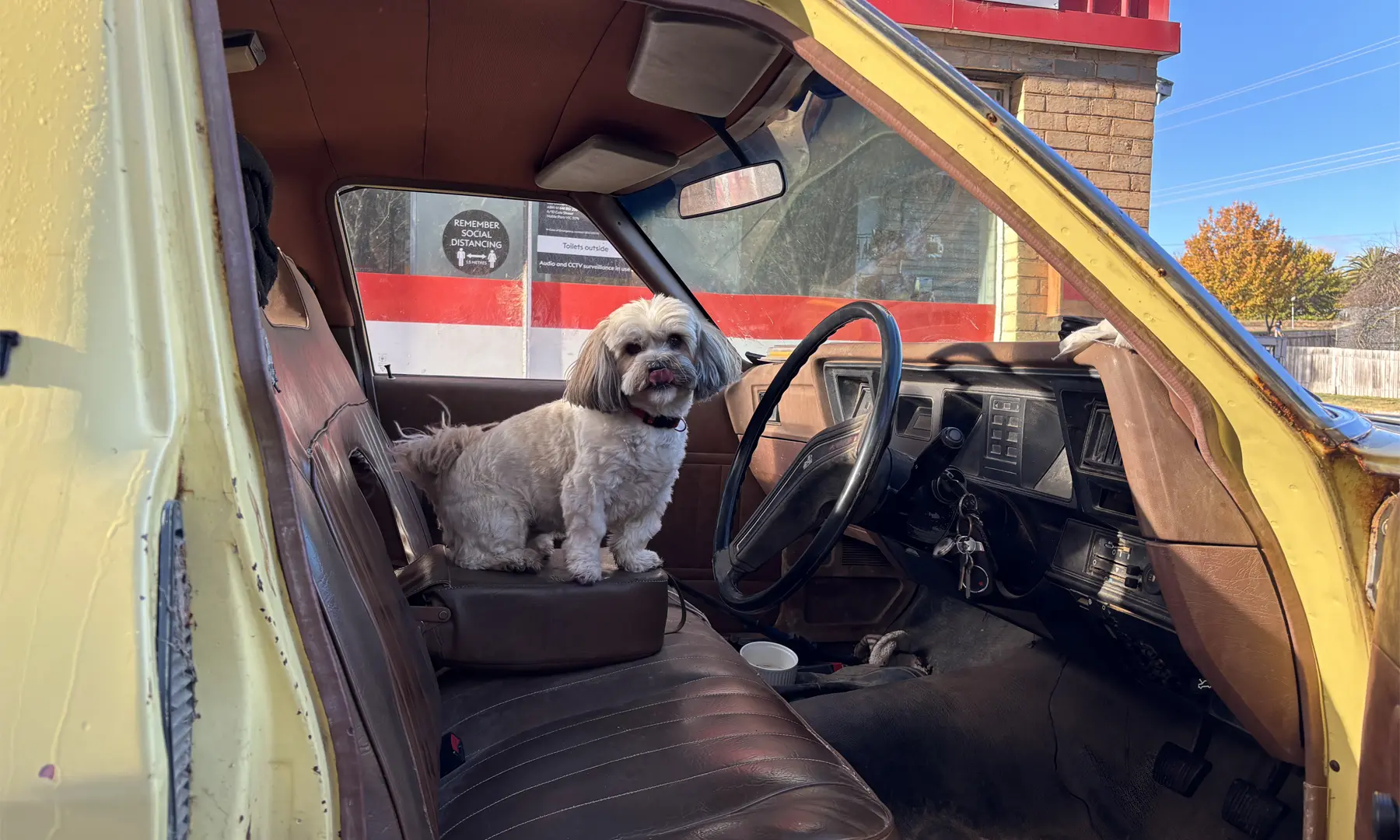 Doggos of the Goldfields: 13 June 2025