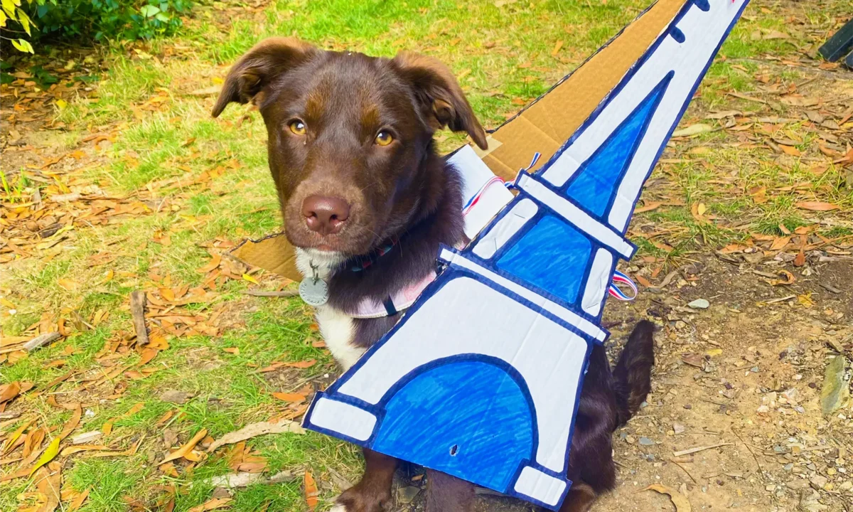 Doggos of the Goldfields: 25 July 2025