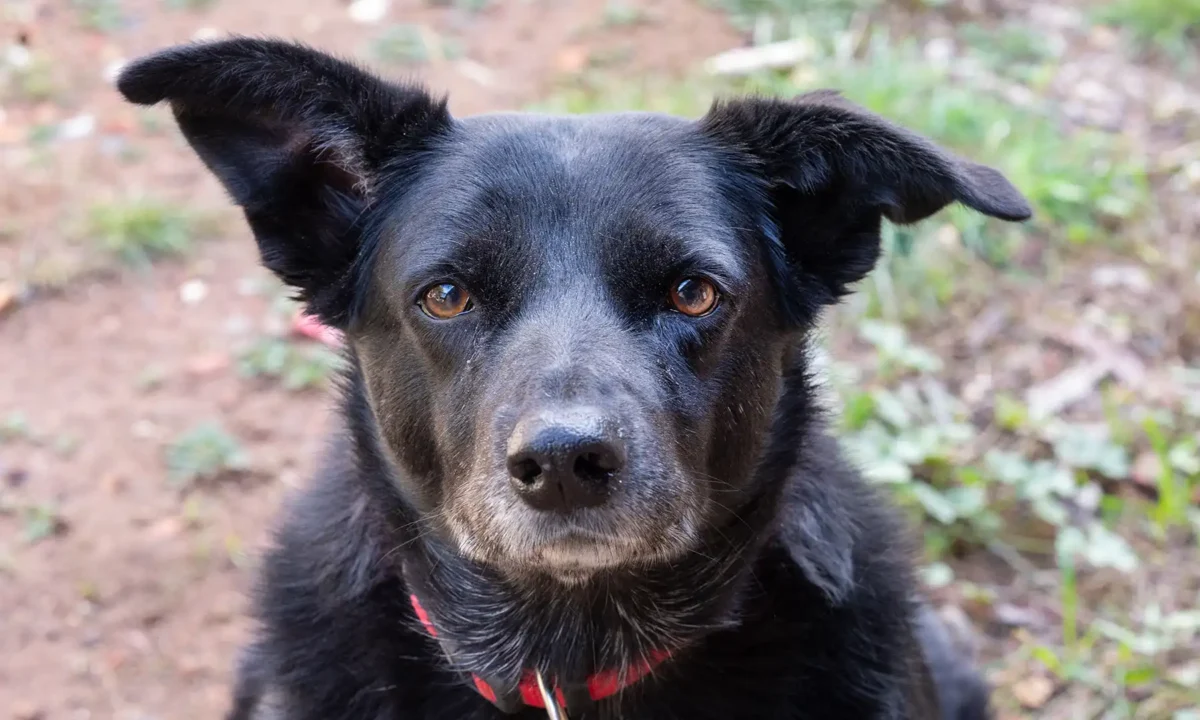 Doggos of the Goldfields: 20 June 2025