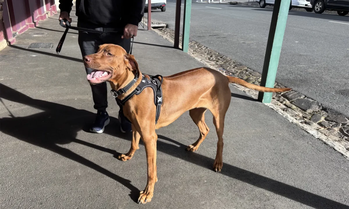 Doggos of the Goldfields: 4 July 2025