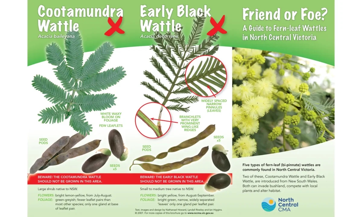 Weed Watch: Cootamundra Wattle