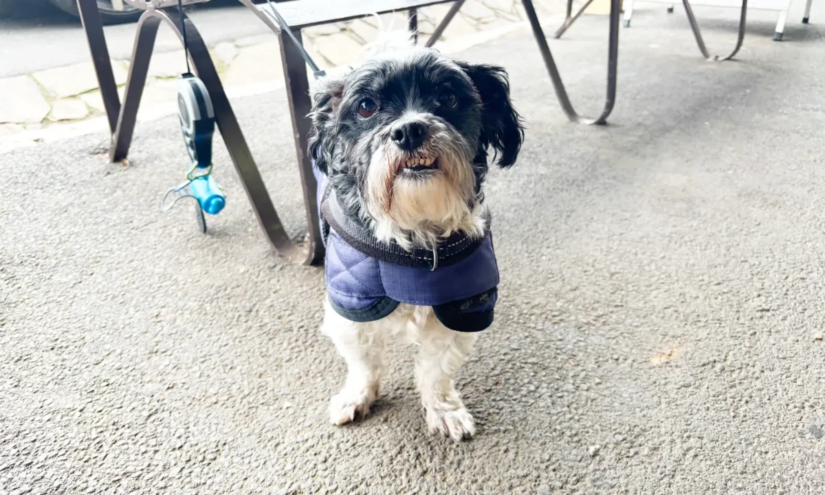 Doggos of the Goldfields: 11 July 2025