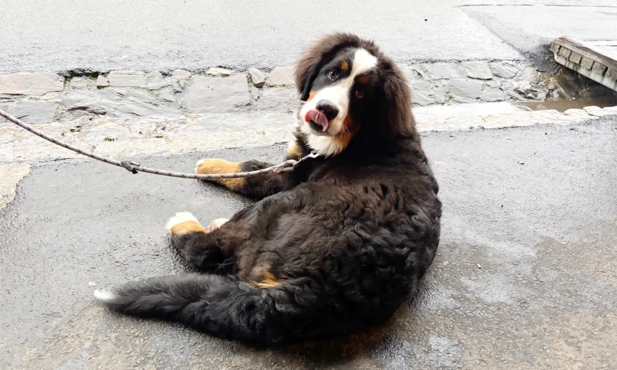 Doggo of the Week – 18 July 2025