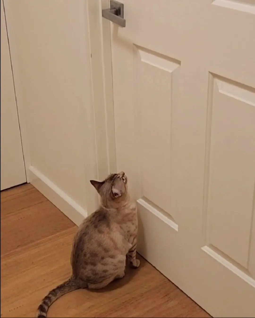 Cat averts CATastrophe