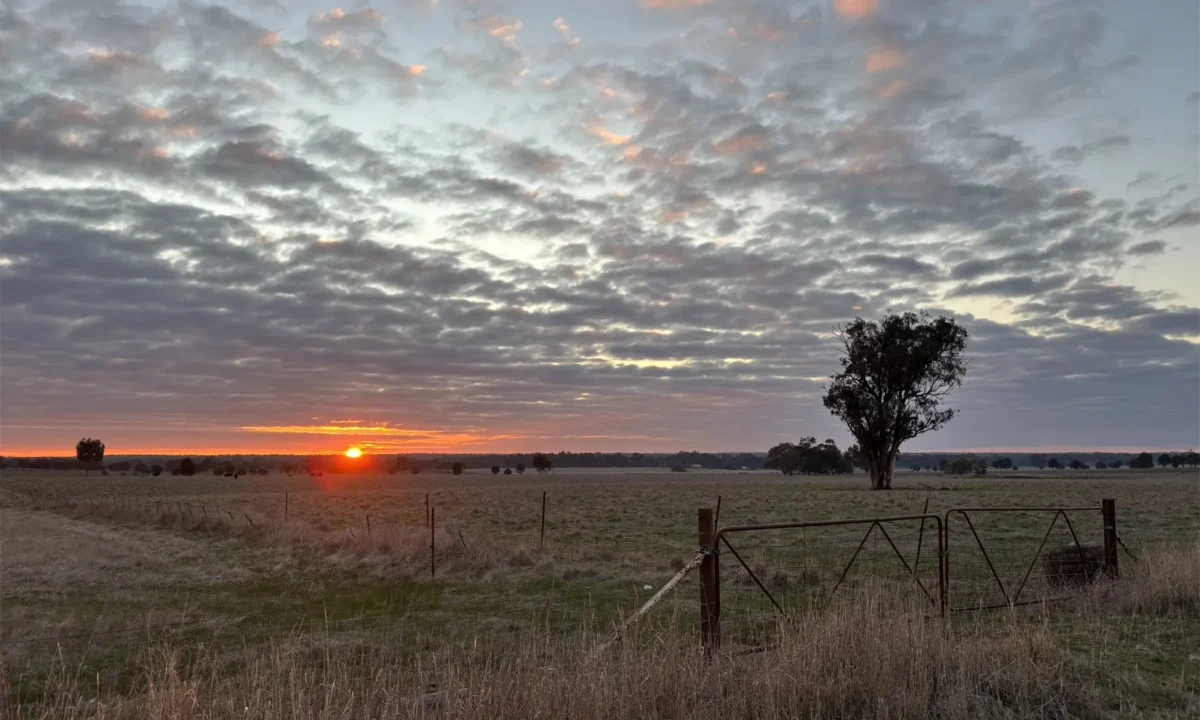 View across Carisbrook.