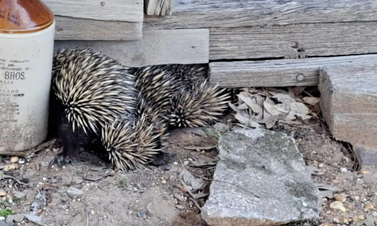 Echidna encounter