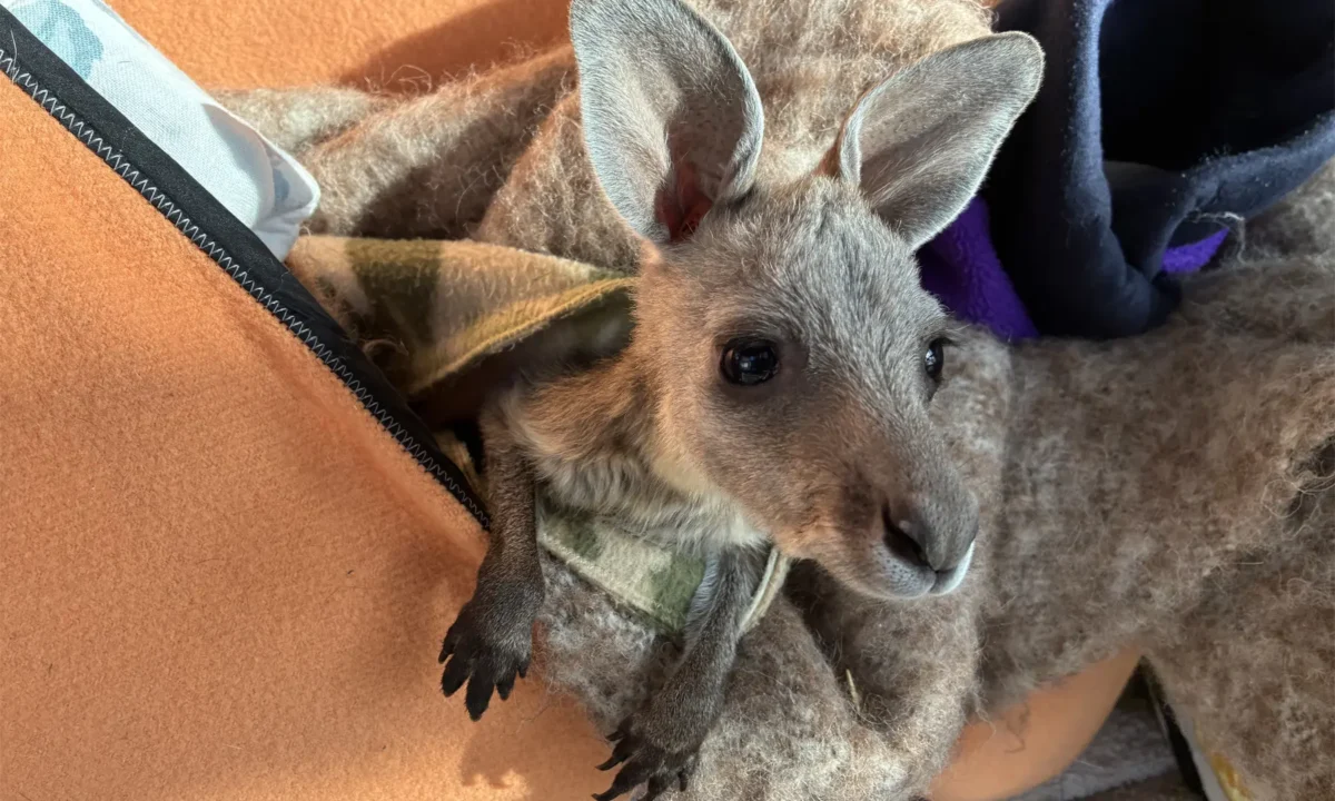 Little Louis was rescued from his mother’s pouch after she was hit by a car. Many people are not aware that 7 of 16 macropod species have already gone extinct in Victoria just since European settlement.