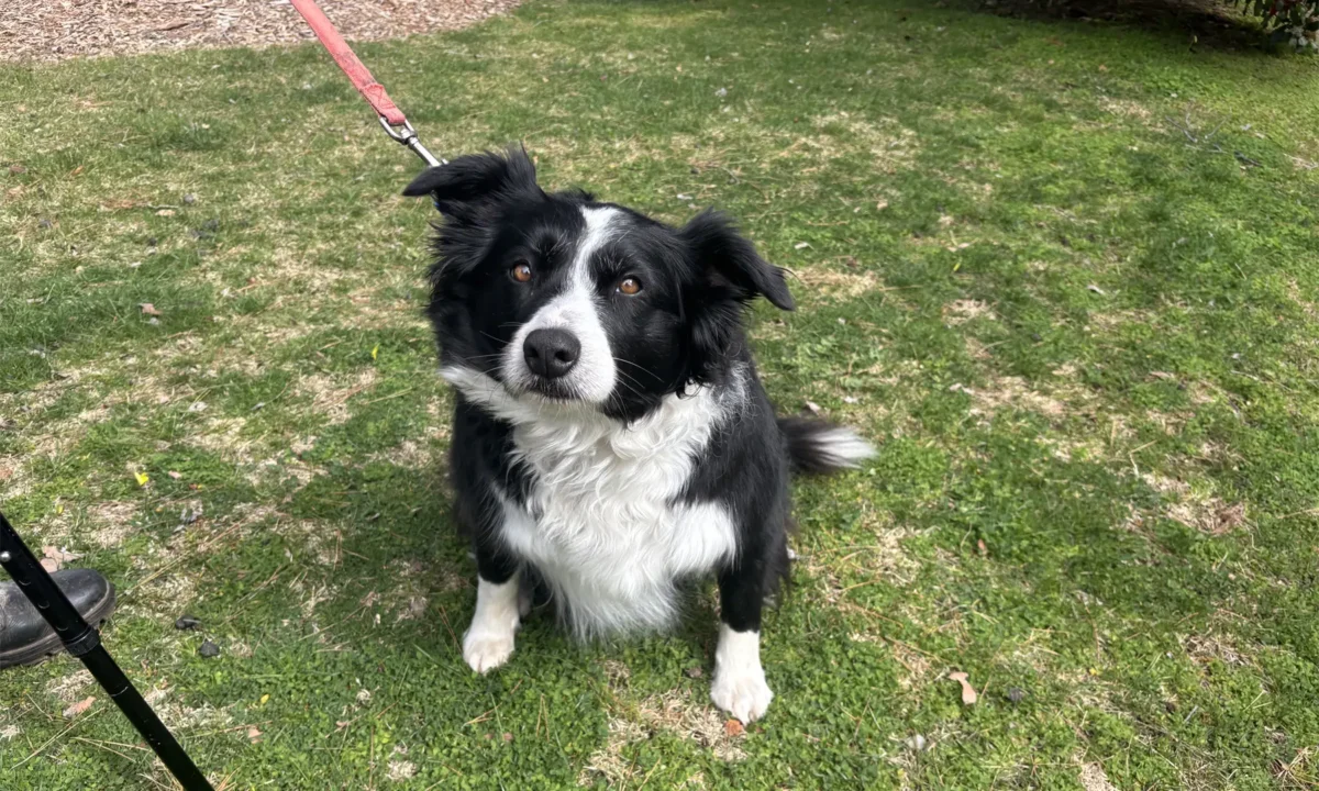 Doggoes of the Goldfields: 22 August, 2025