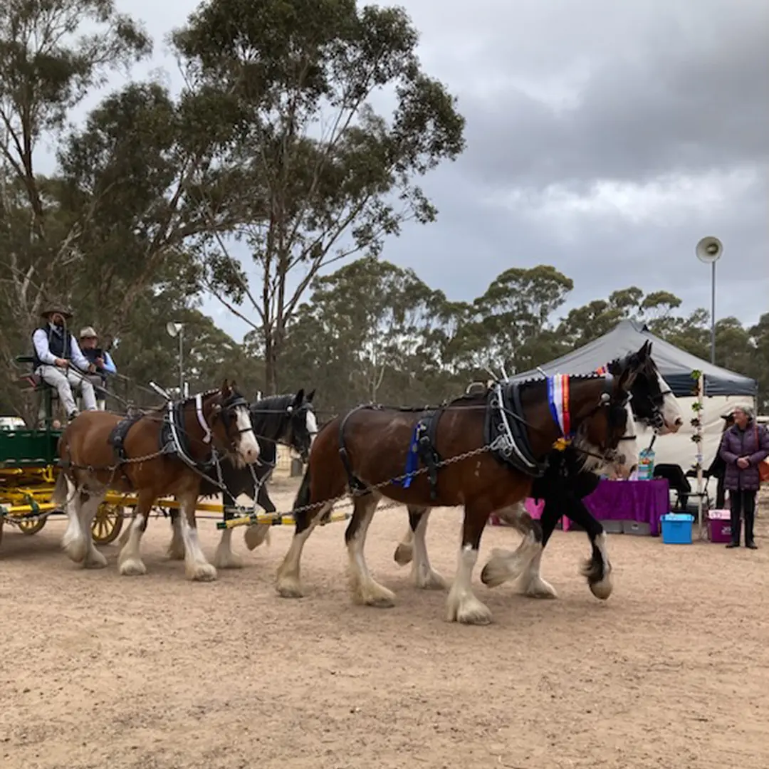Heavy horses on parade – a polished Clydesdale team.