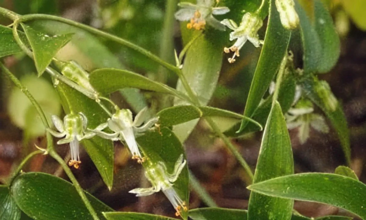 Bridal Creeper from NSW.