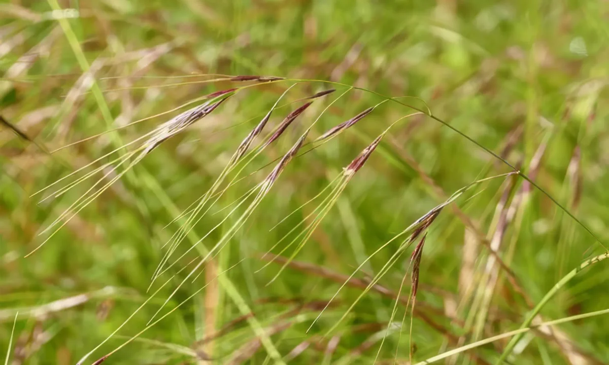 Weed Watch – Chilean Needle Grass