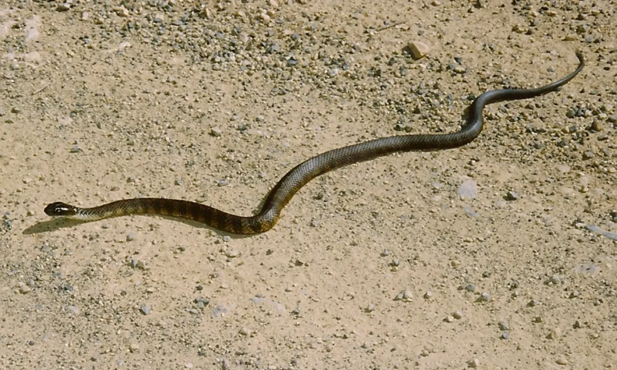 Slithering into snake season