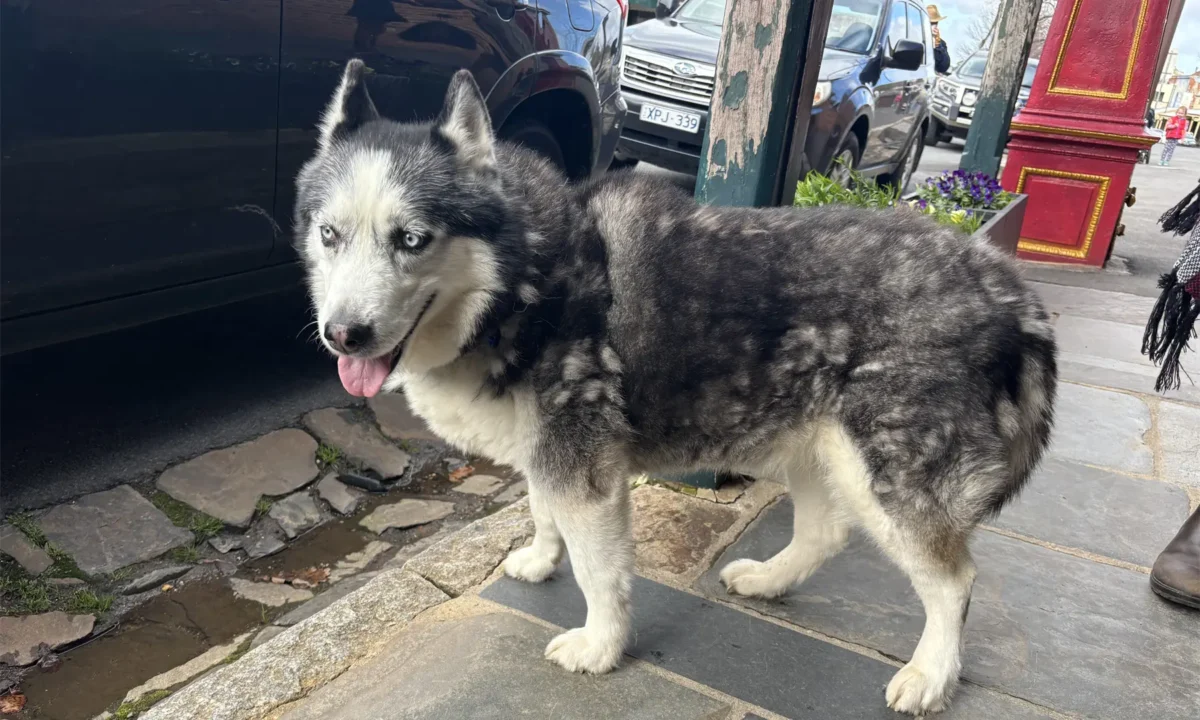 Doggos of the Goldfields