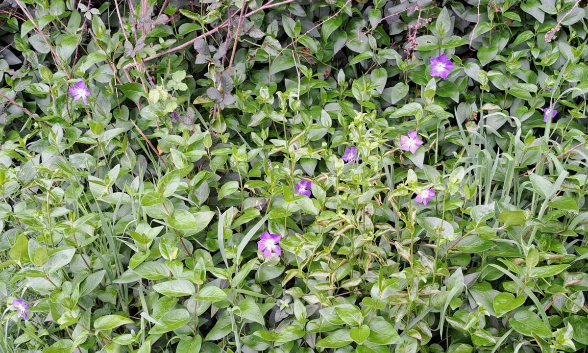 Weed Watch: Blue Periwinkle
