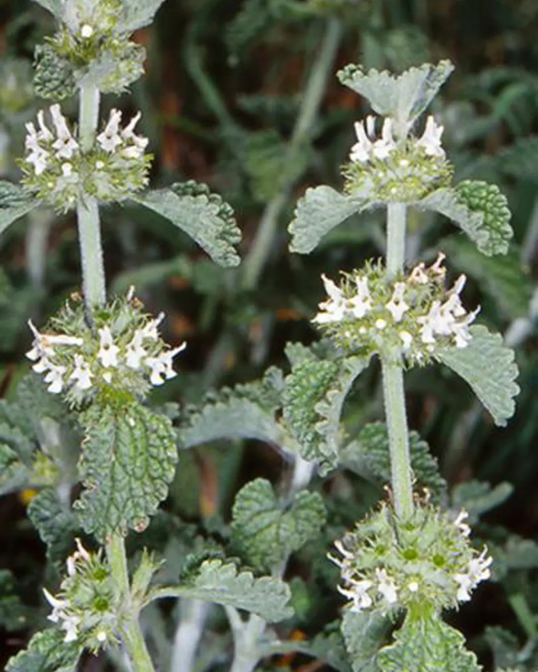 Horehound in flower. Source Weeds Australia.