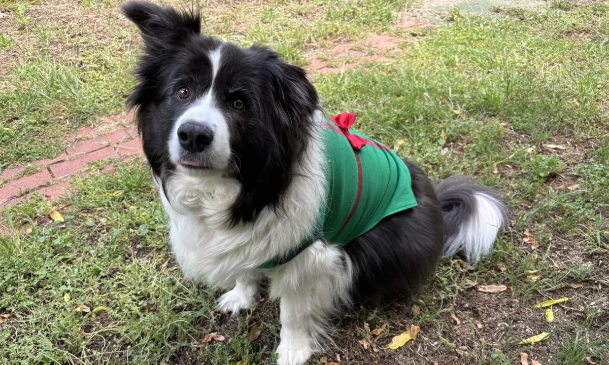 Thank You (New Year, new price)