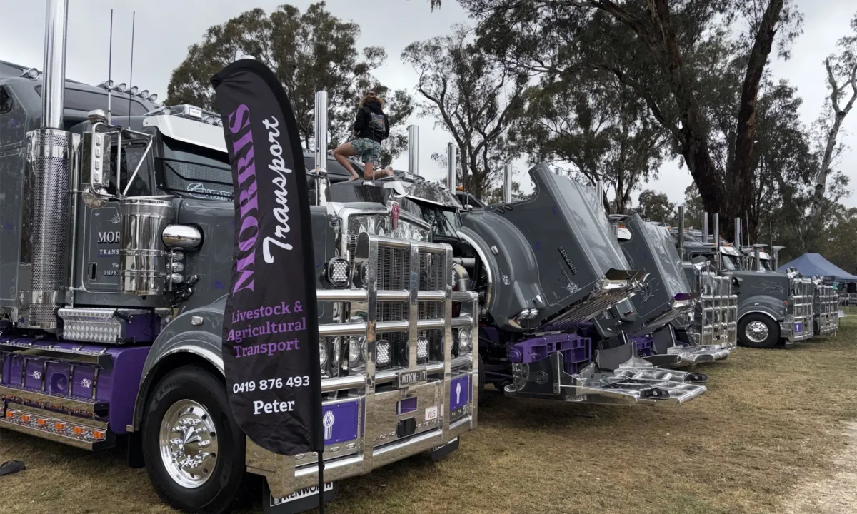 Peter Morris Transport line up of immaculate Kenworths.