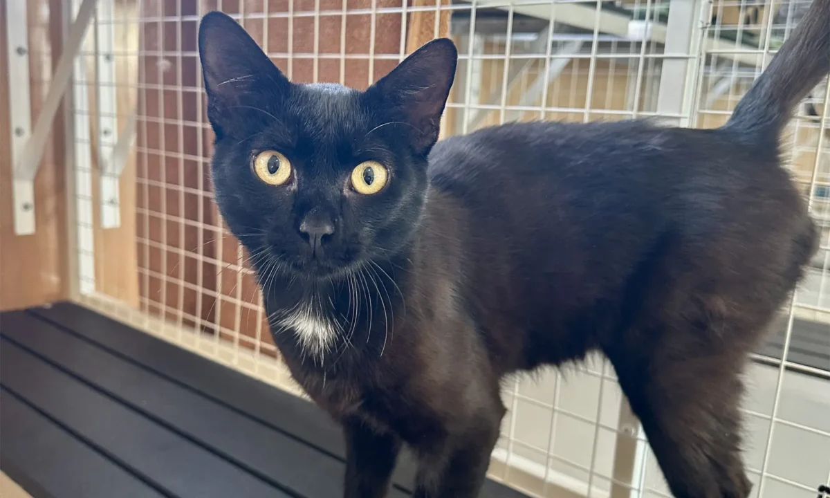 Bruiser is this week's pet for adoption.