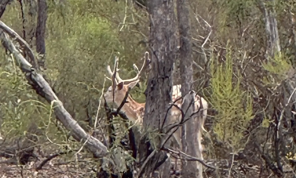 Deer spotted around Maldon.
