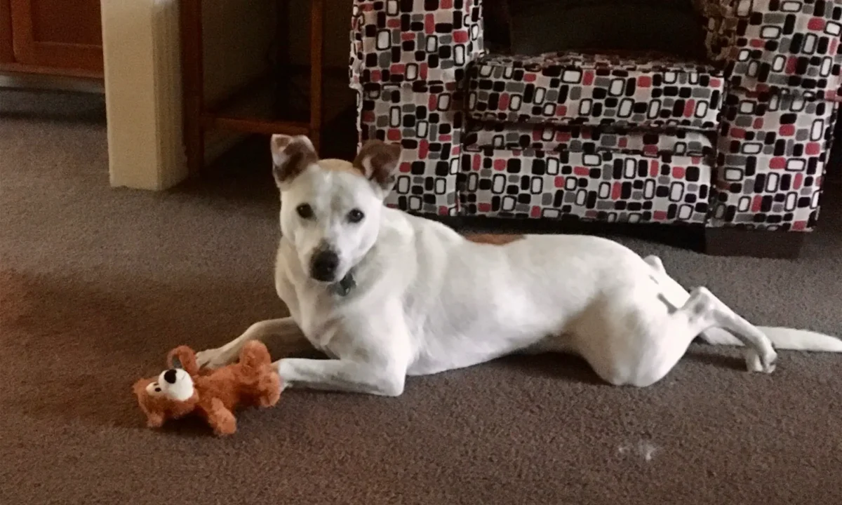 Our Doggo of the Week - Mr Nipp. Friday 16 January 2026.