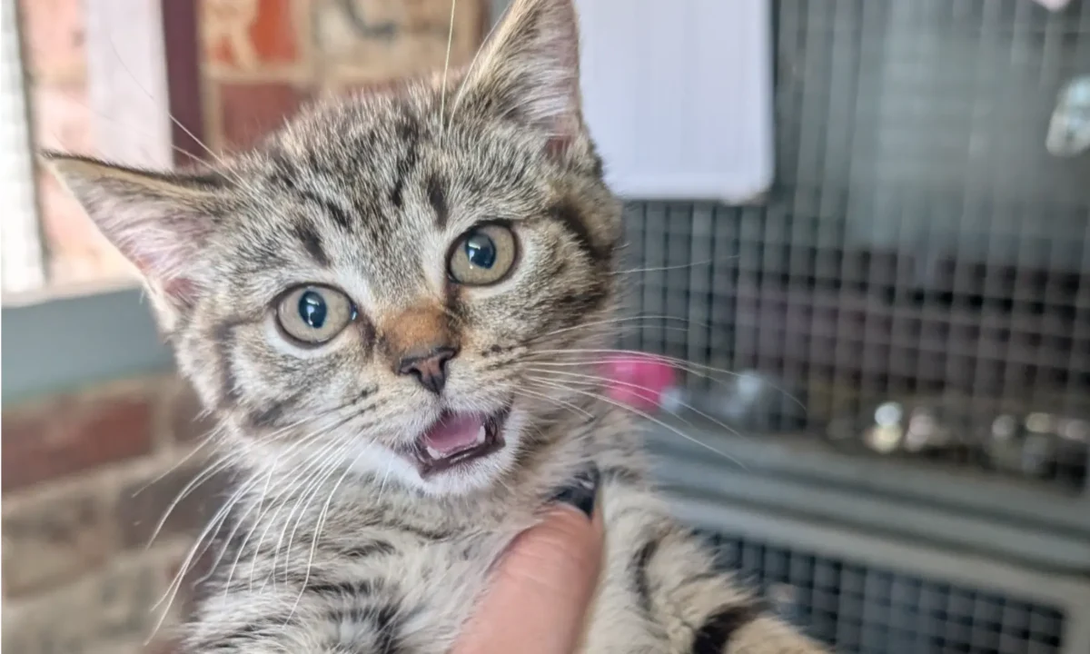 Trudy is this week’s pet for adoption at Central Goldfields Shire Re-Homing.